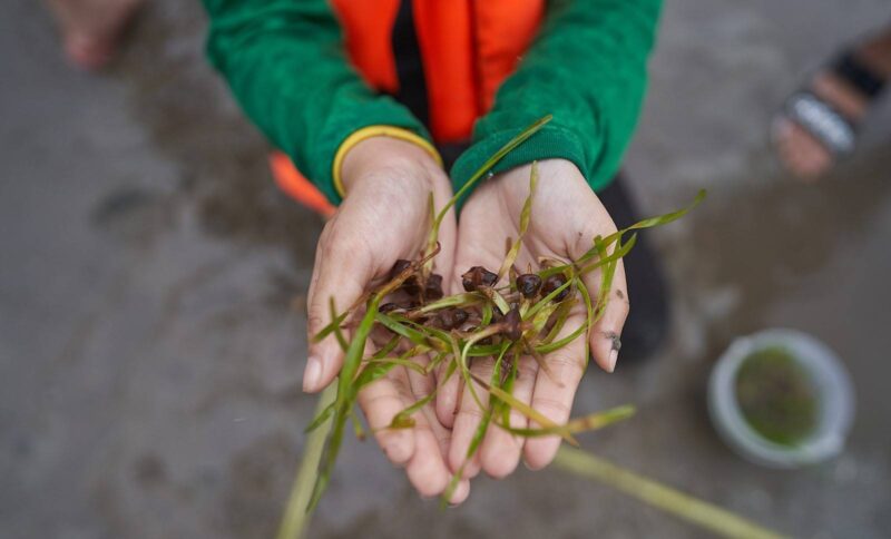 เอสซีจี แทคทีมเจนวายสายกรีน กู้วิกฤต ‘Climate Change’ จัดทริป ‘ใคร Make Change – ปลูกหญ้าทะเล @ ตรัง’