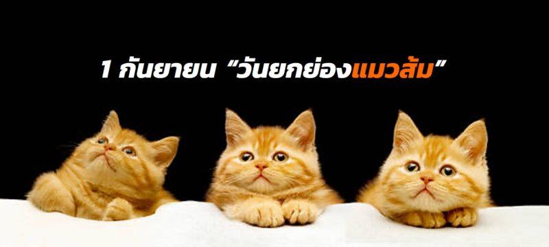 1 ก.ย. ‘วันยกย่องแมวส้ม’ วันสำคัญของชาวทาส เพื่อการตระหนักถึงสัตว์ที่ถูกทอดทิ้ง