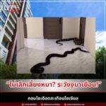 จากหมา...สู่งู ปมคอนโดเดือดสะเทือนโซเชียล