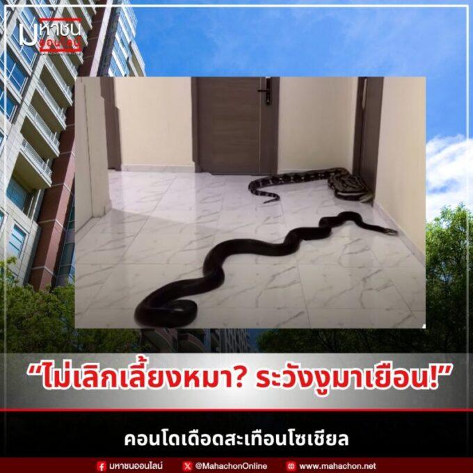 จากหมา...สู่งู ปมคอนโดเดือดสะเทือนโซเชียล