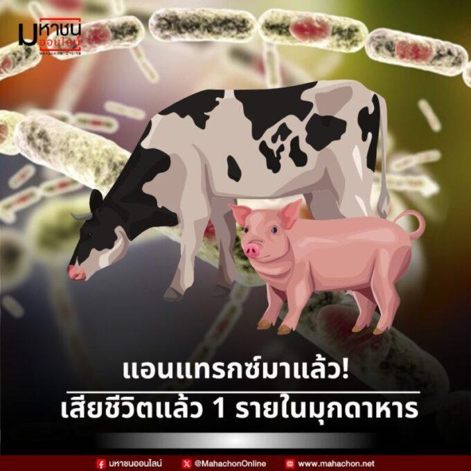 ‘แอนแทรกซ์’ เสียชีวิตแล้ว 1 รายในมุกดาหาร