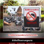 ห้ามให้อาหารนกพิราบในที่สาธารณะ